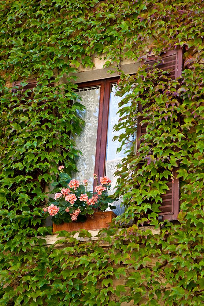 Italy-Tuscany-Montepulciano Window surrounded by ivy with pot of geraniums in hill town art print by Julie Eggers for $57.95 CAD